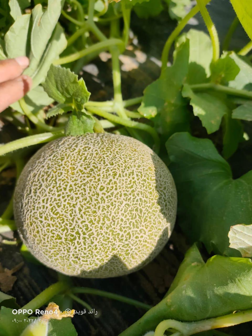 whatsapp image 2025 11 16 at 6.56.35 pm (12)