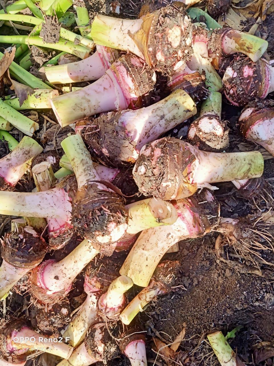 whatsapp image 2025 11 16 at 6.56.35 pm (18)