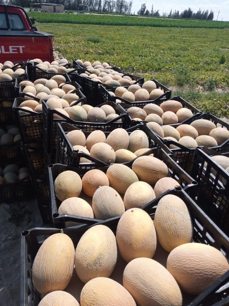 whatsapp image 2025 11 16 at 6.56.48 pm (17)