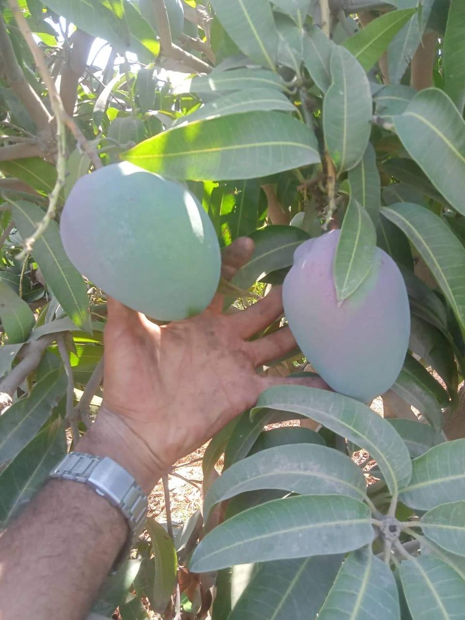 whatsapp image 2025 11 16 at 6.56.48 pm (29)