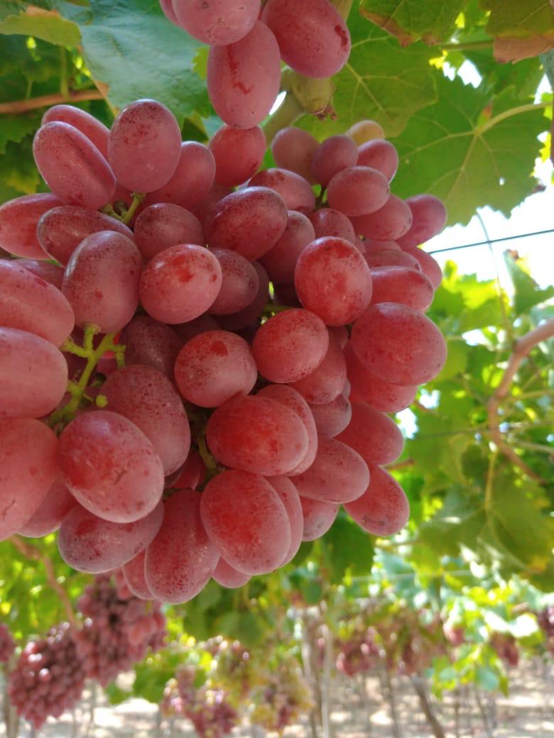 whatsapp image 2025 11 16 at 6.56.48 pm (6)