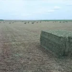 Egyptian Alfalfa Hay