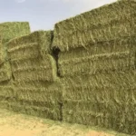 Egyptian Alfalfa Hay