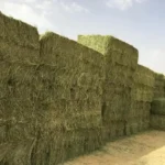 Egyptian Alfalfa Hay