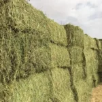 تصدير البرسيم المصري