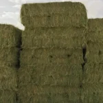 Egyptian Alfalfa Hay